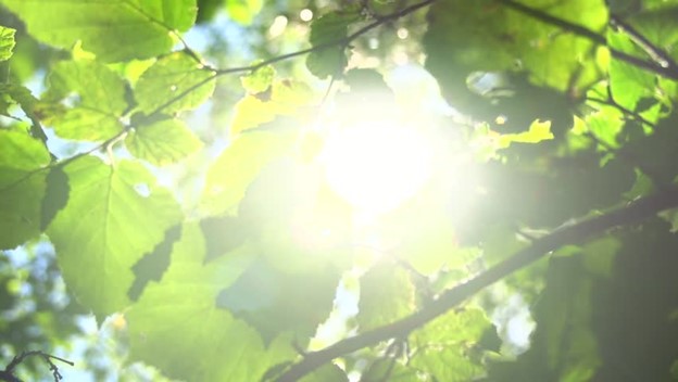 Pyramids, Pruning, and Peace: How Ancient Egypt Helped Me Heal