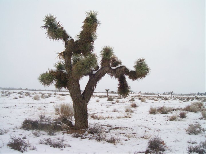 Same Joshua Tree image but colored differently
